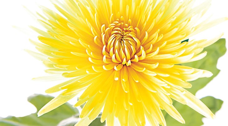 job advertisement image