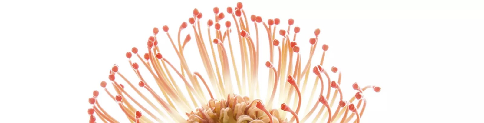 job advertisement image