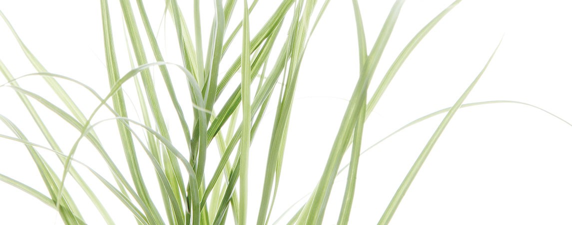 job advertisement image