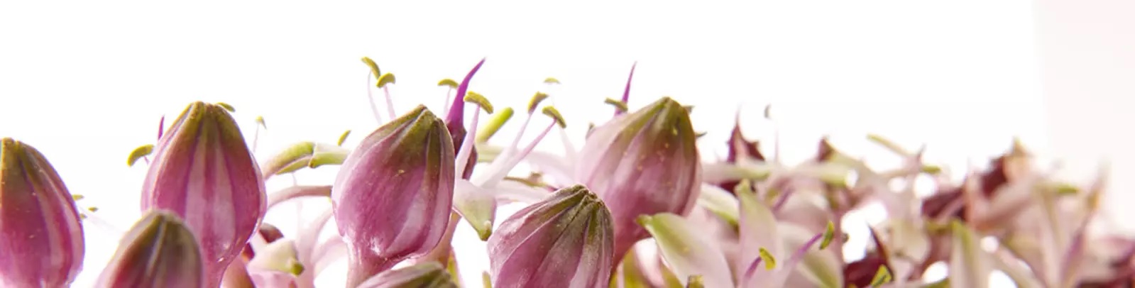 job advertisement image